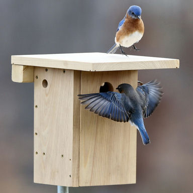 Bluebirds on Xbox photo by David Kinneer